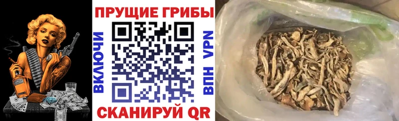 Псилоцибиновые грибы MAGIC MUSHROOMS  Пучеж 